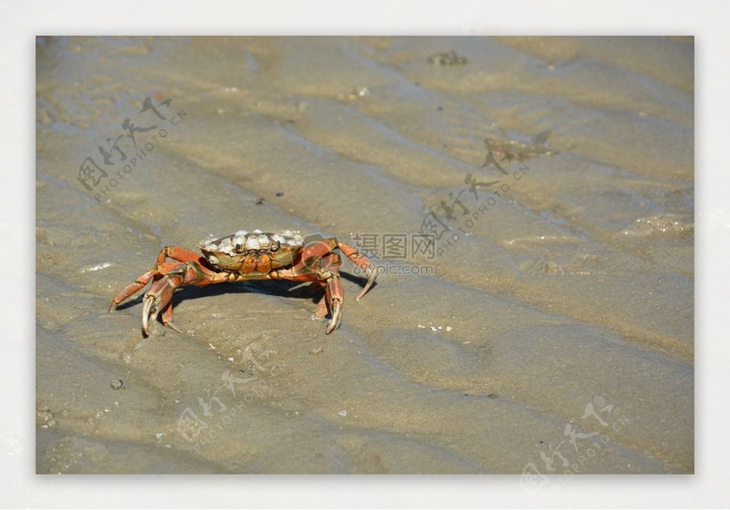 泥地上的螃蟹