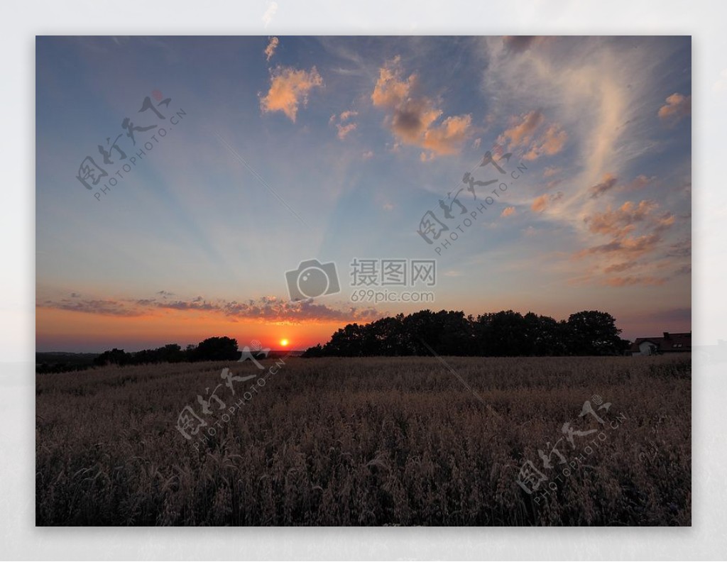 夕阳下的麦田