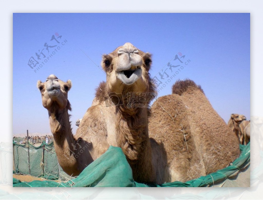 躺着的两个骆驼