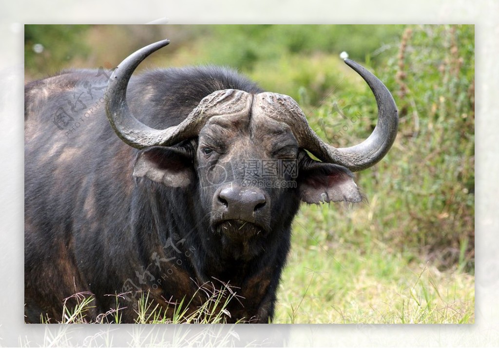 非洲水牛在阿多公园南非4