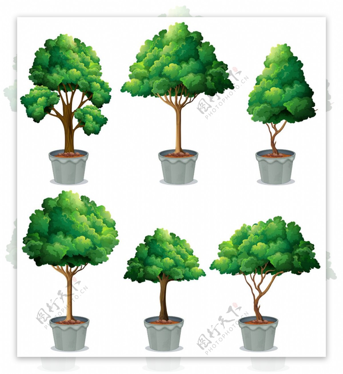 绿树盆栽图片