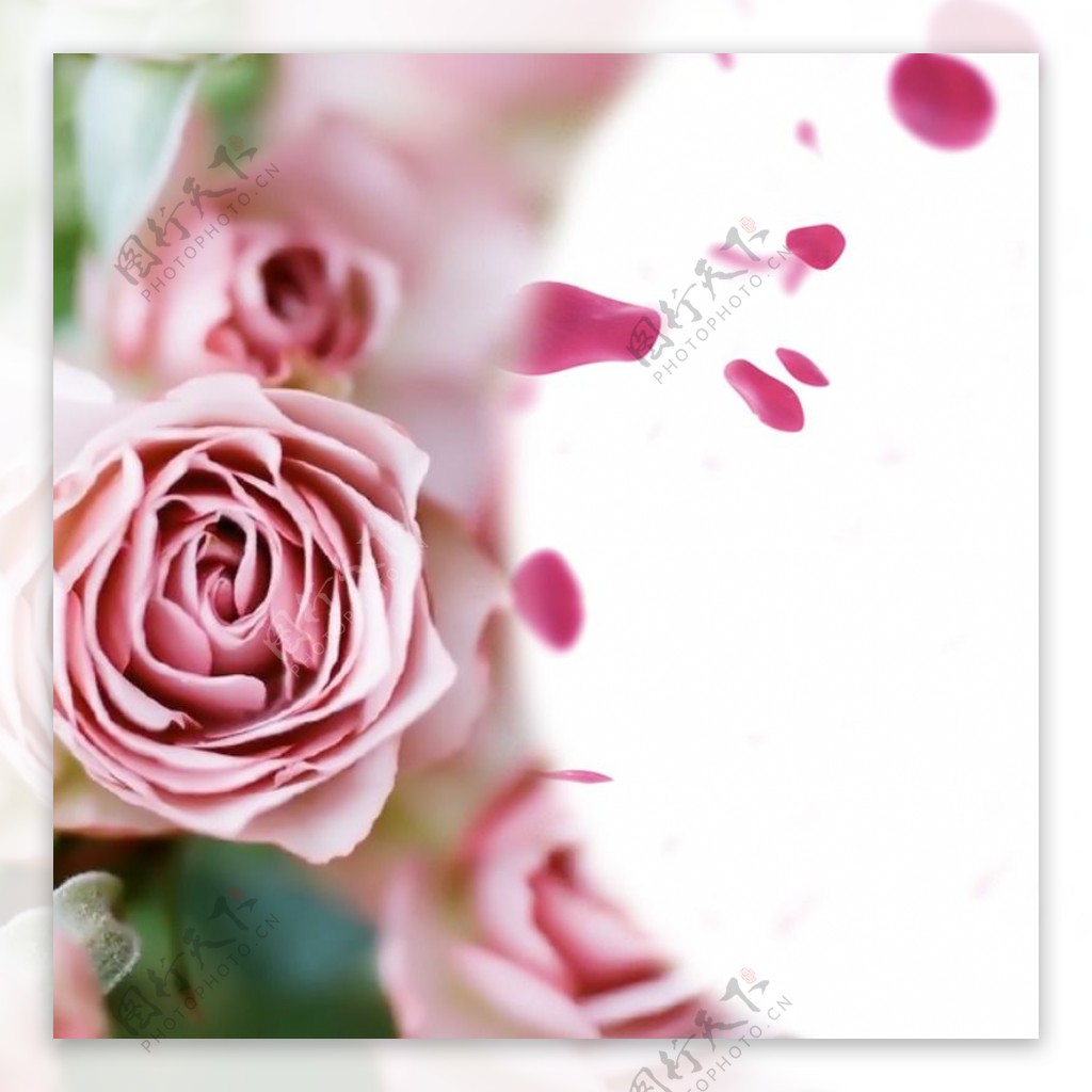 粉色玫瑰花简约背景图