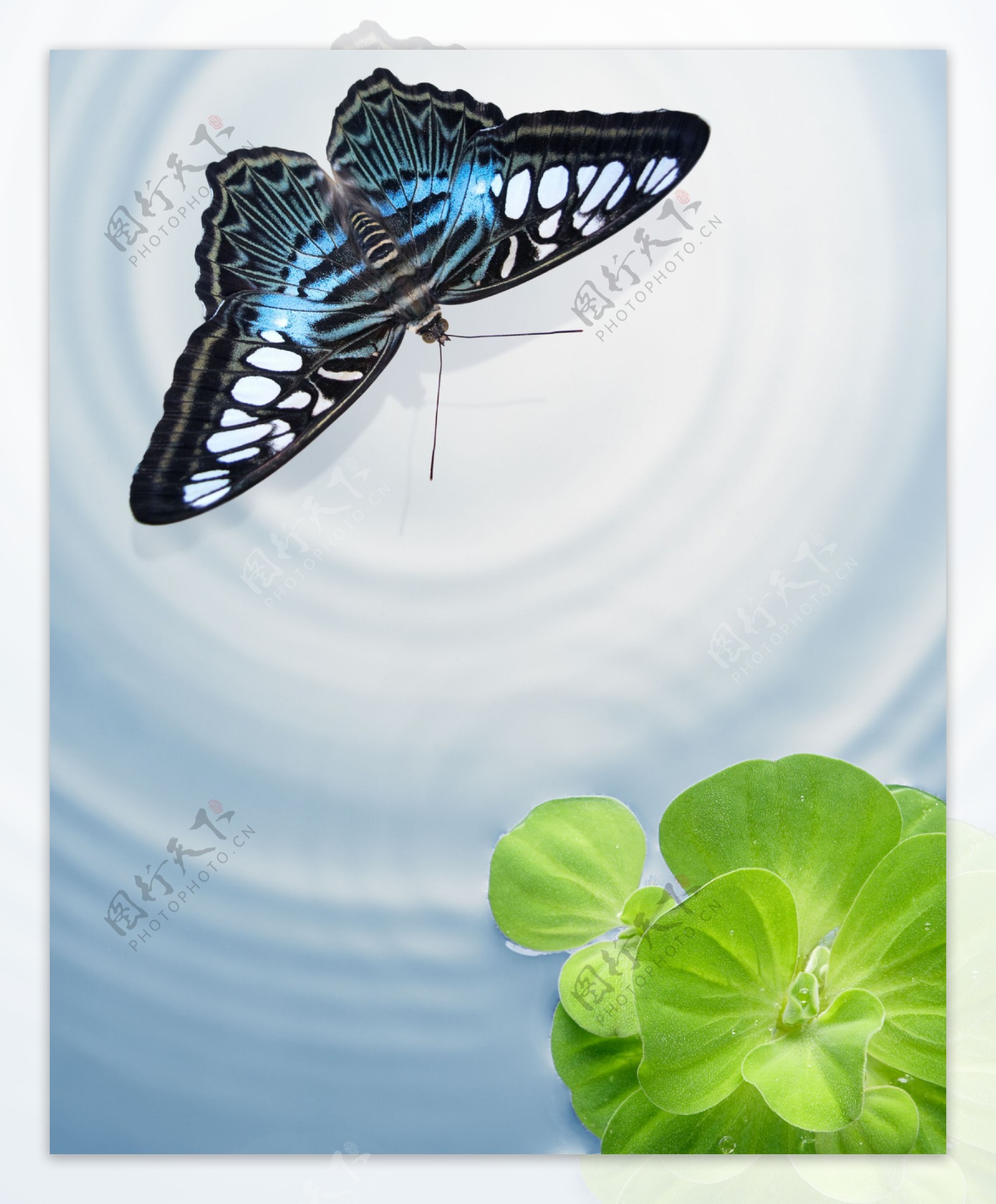 蝴蝶与水纹背景高清图片
