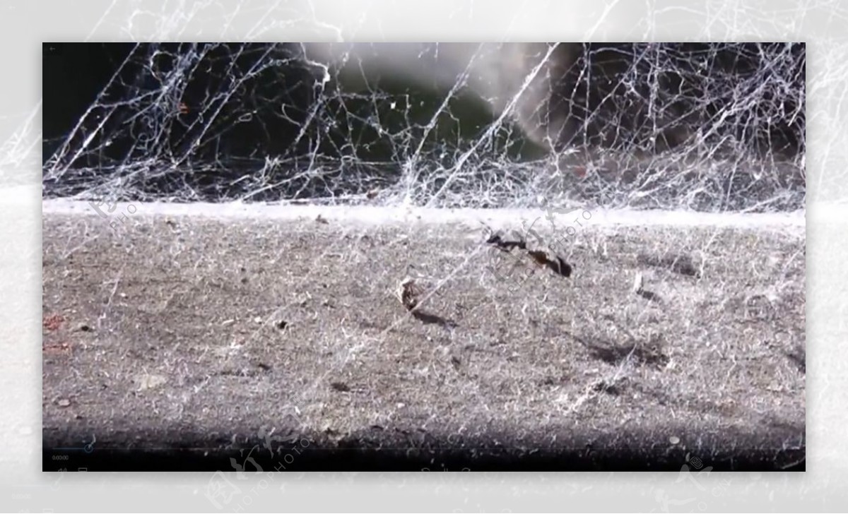 被困在蜘蛛网上的蚂蚁艰难逃走实拍视频