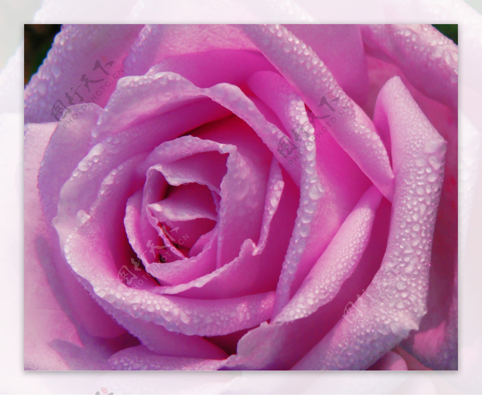 3D高清粉色玫瑰背景墙