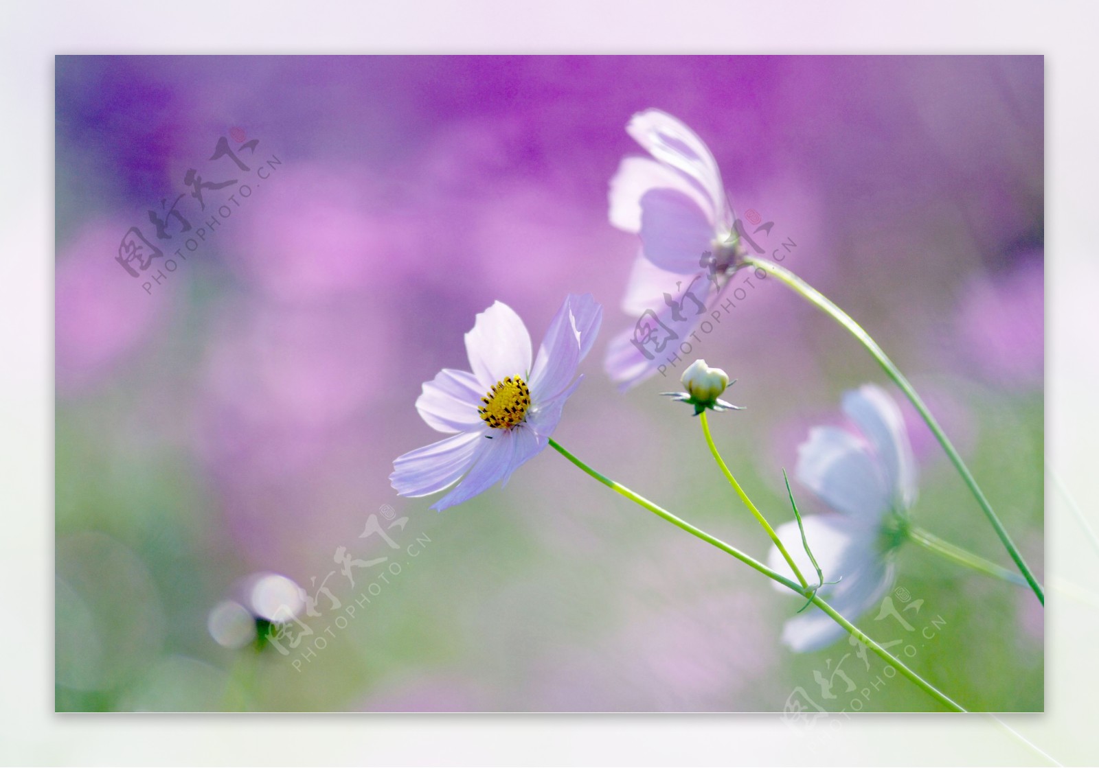 白色雏菊背景素材图片