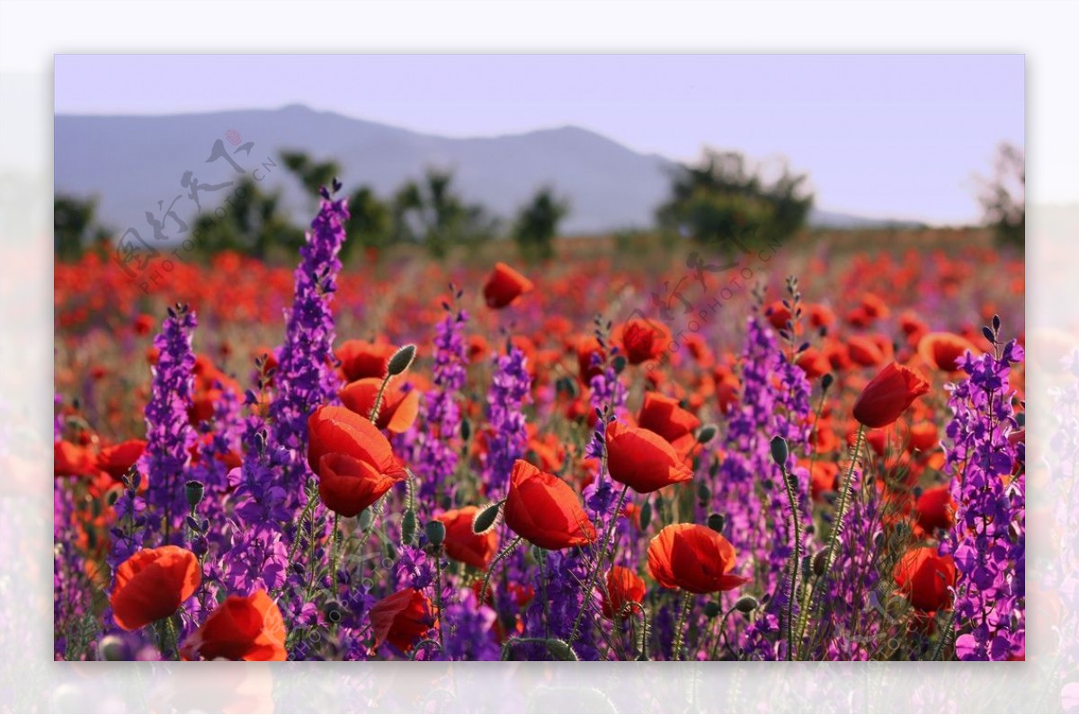 紫色野花红色罂粟花