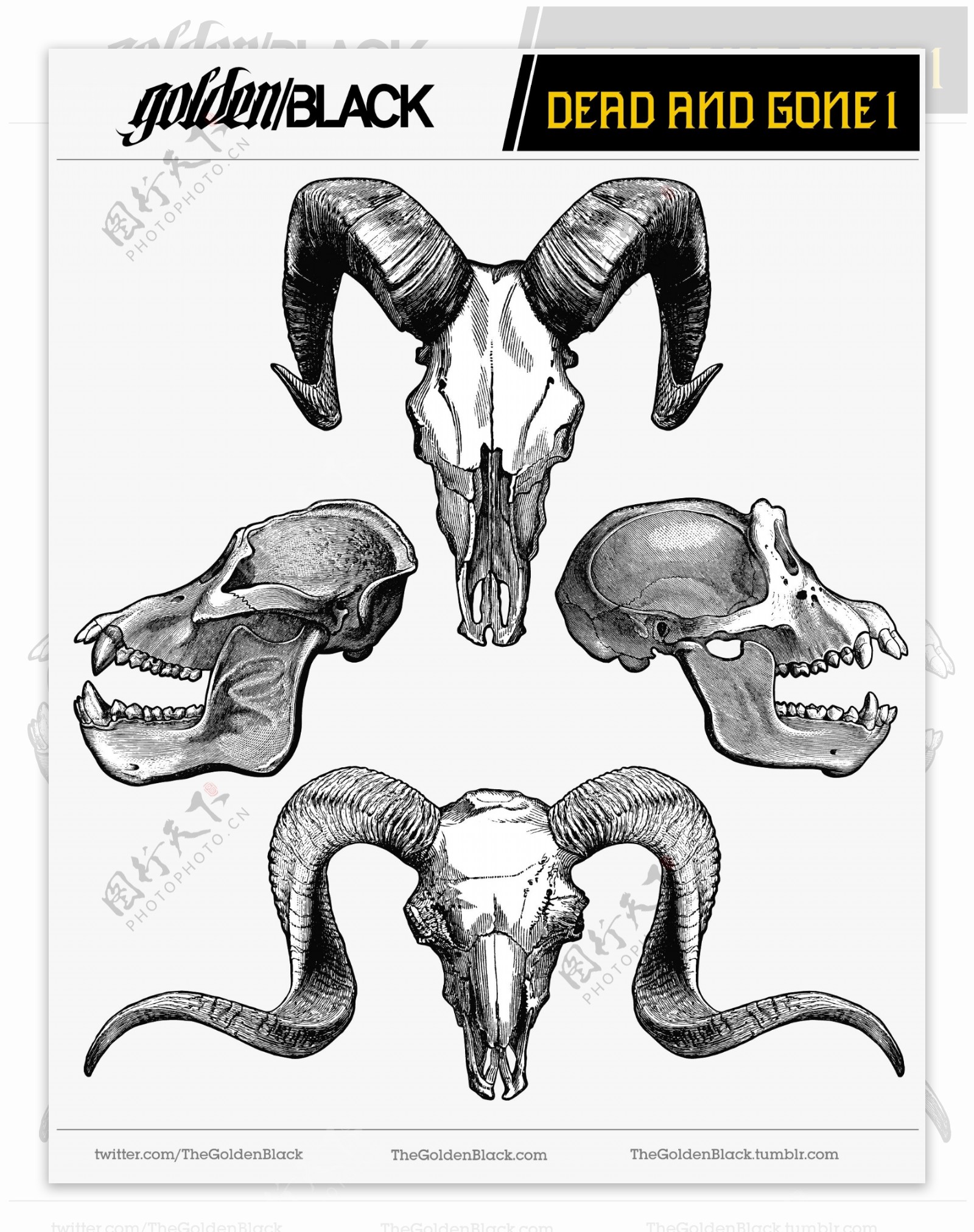 素描野兽头骨标本