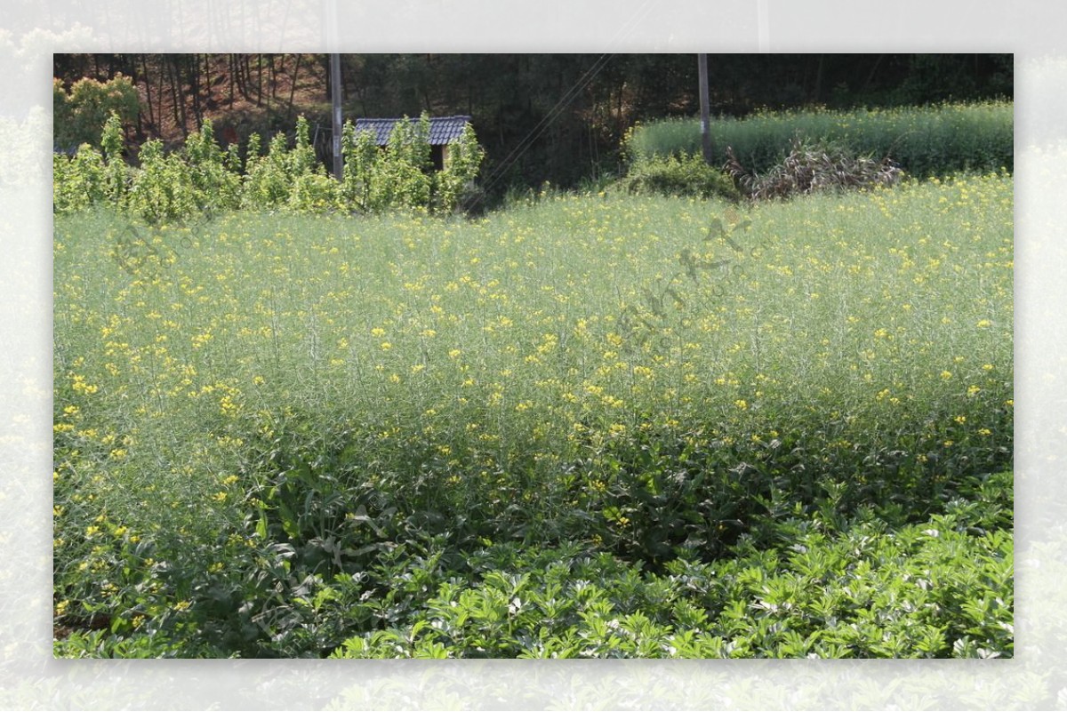 油菜花