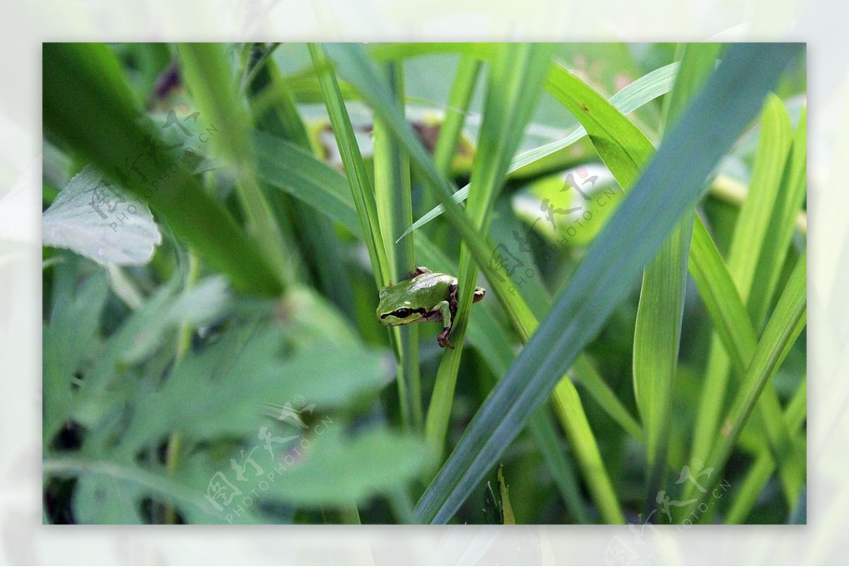 草丛中的小青蛙