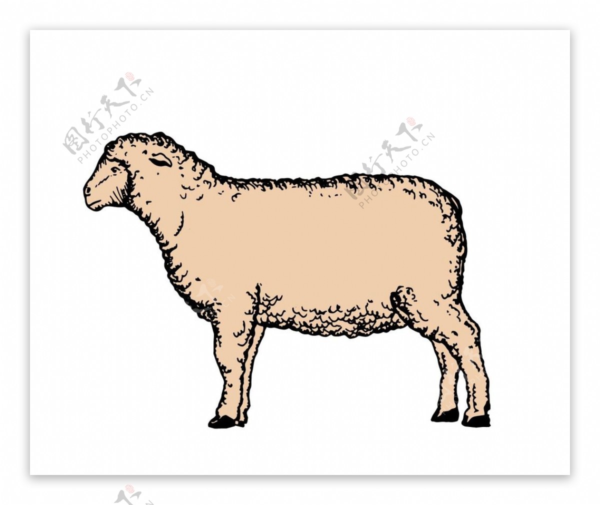 卡通绵羊