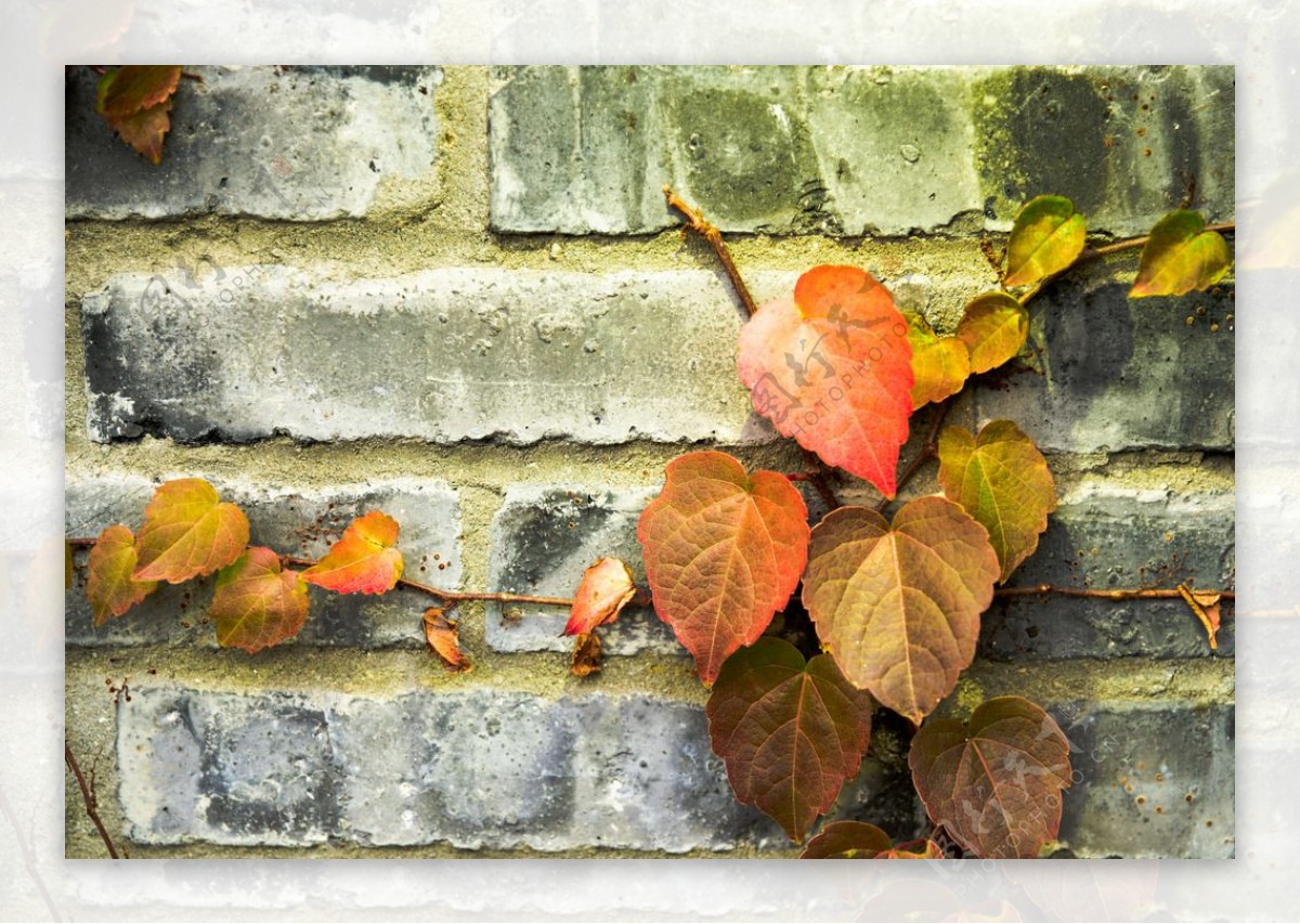 斑驳岁月墙壁上的叶子