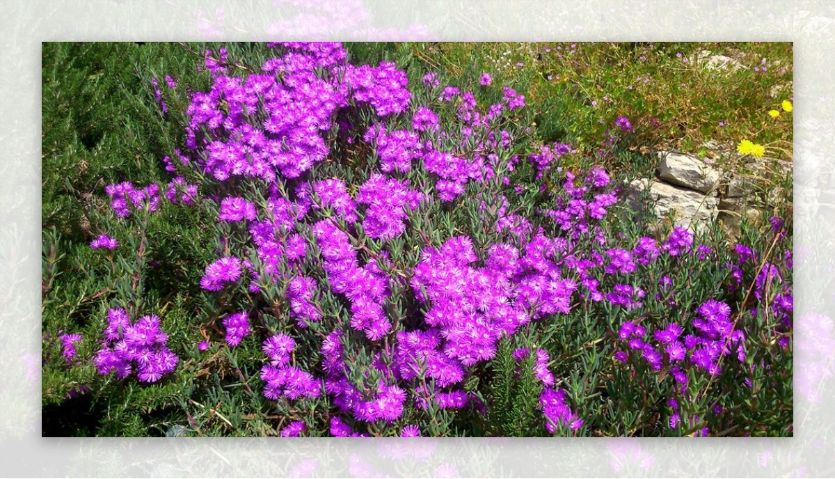 灌木丛紫色花朵