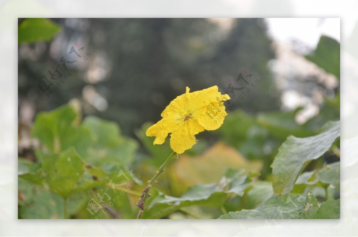 丝瓜花