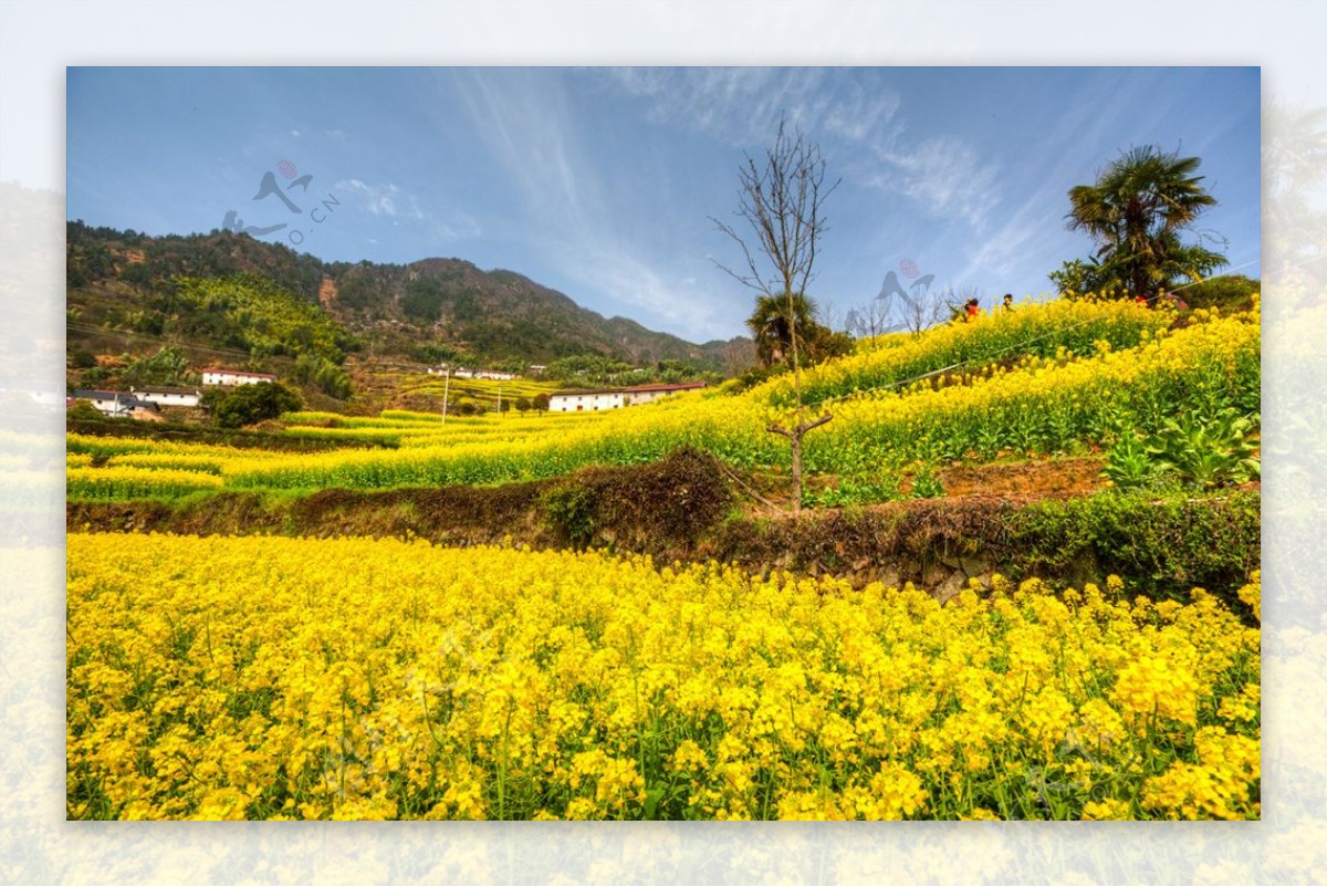 胥岭村油菜花