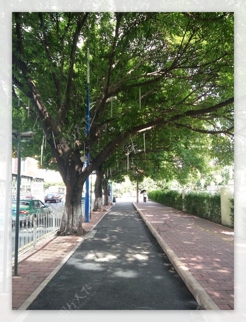 树下街道