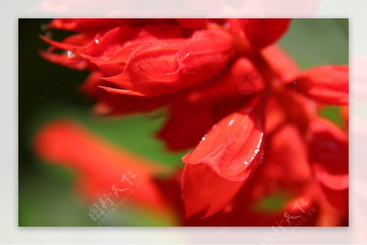 红色花