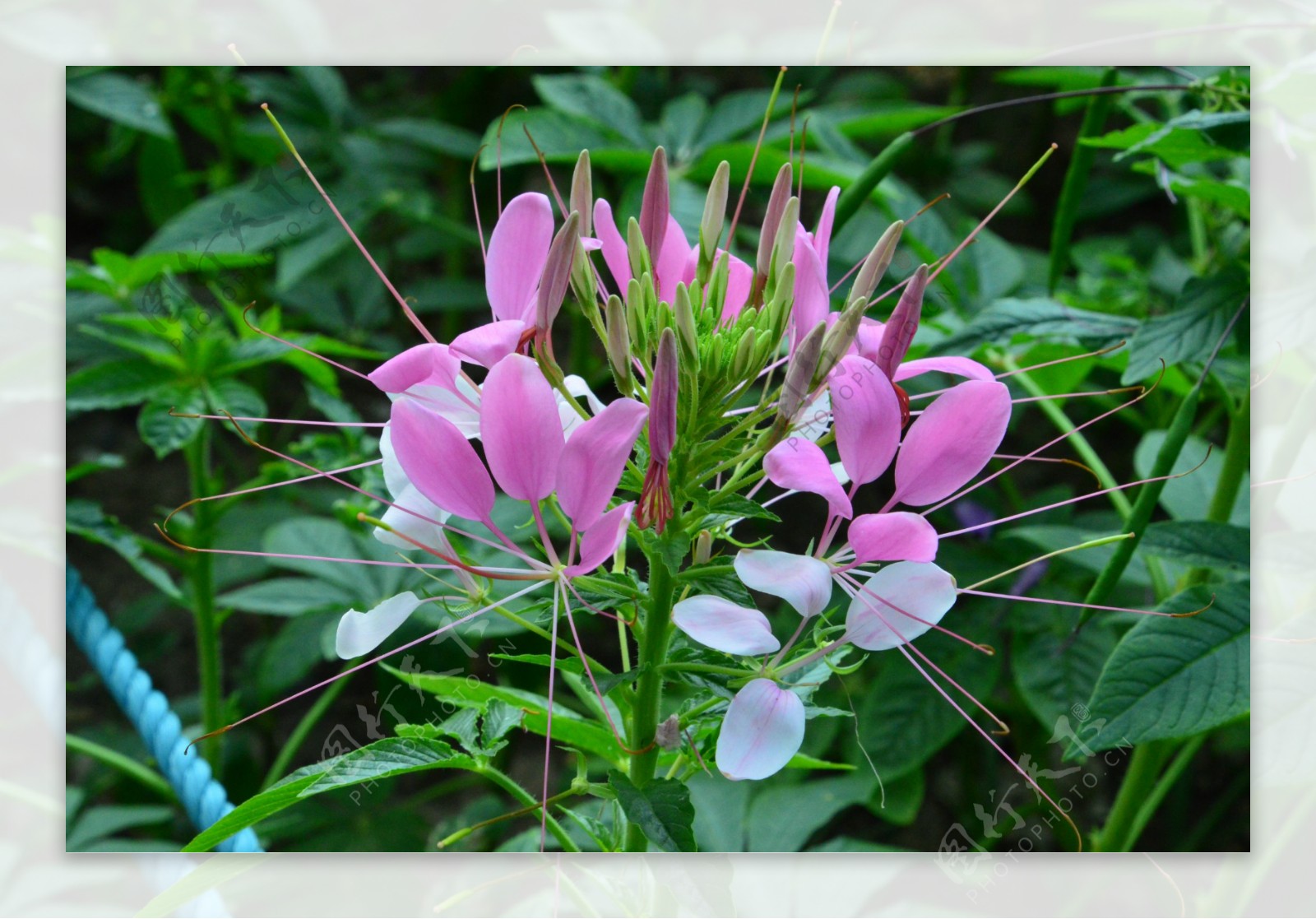 醉蝶花