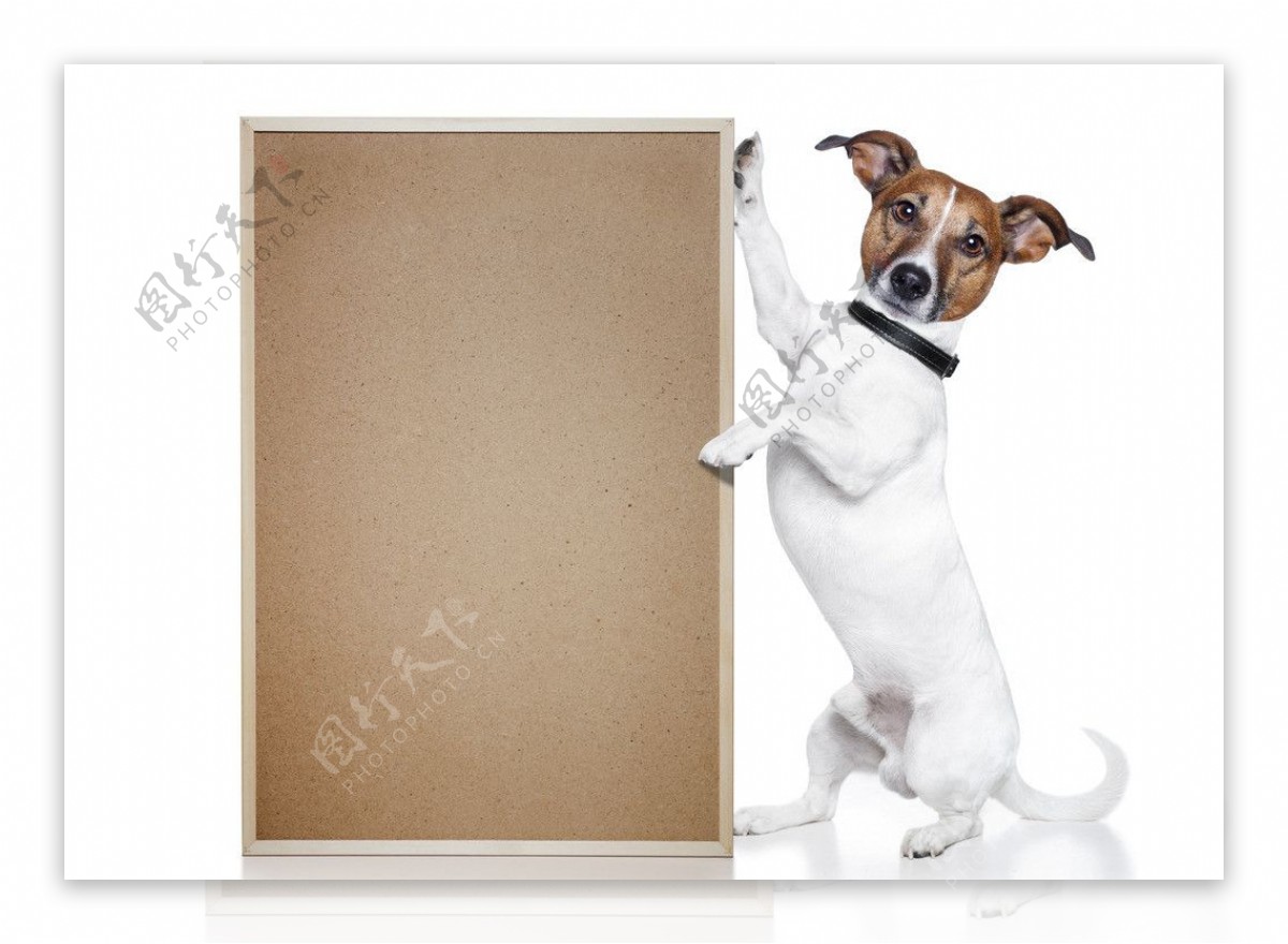 小狗和空白木板