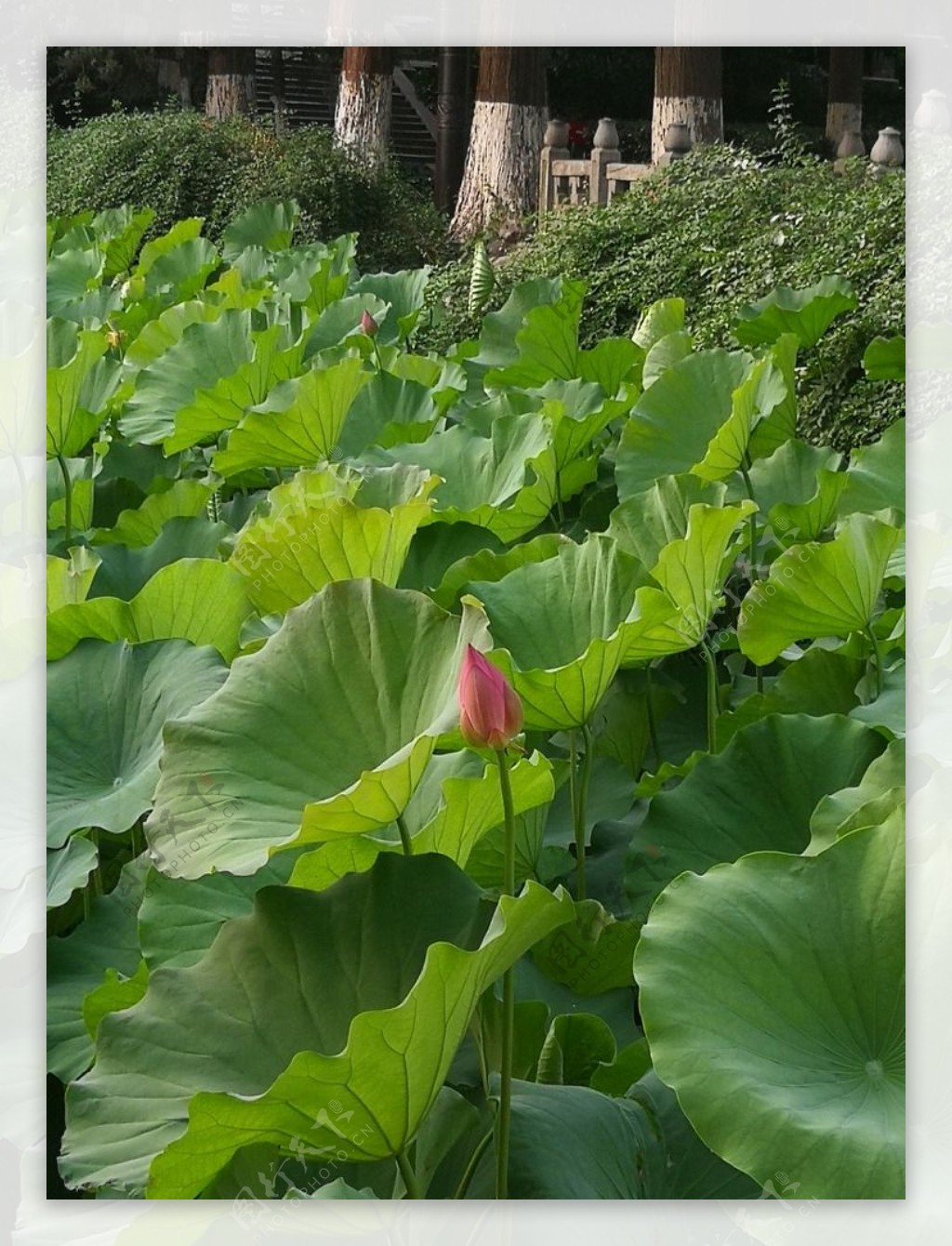 盛夏荷花