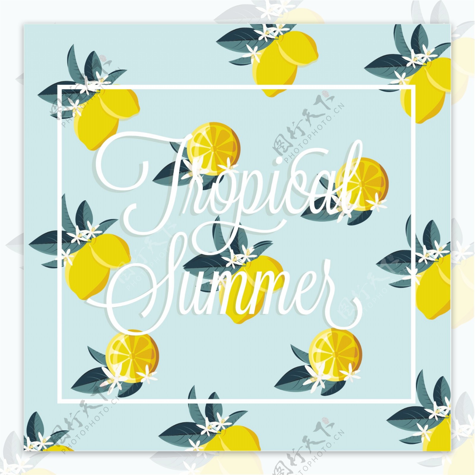 热带夏季柠檬型