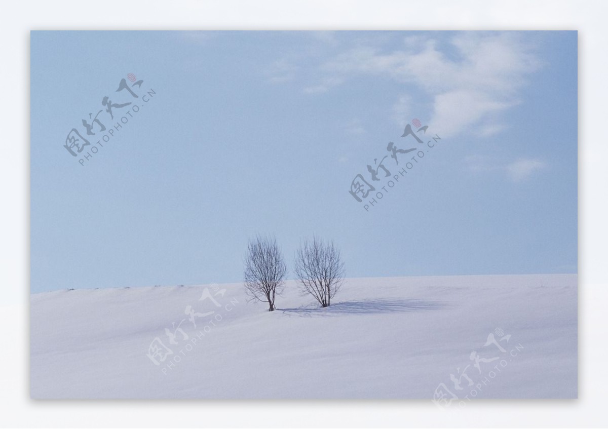 雪原上的孤树