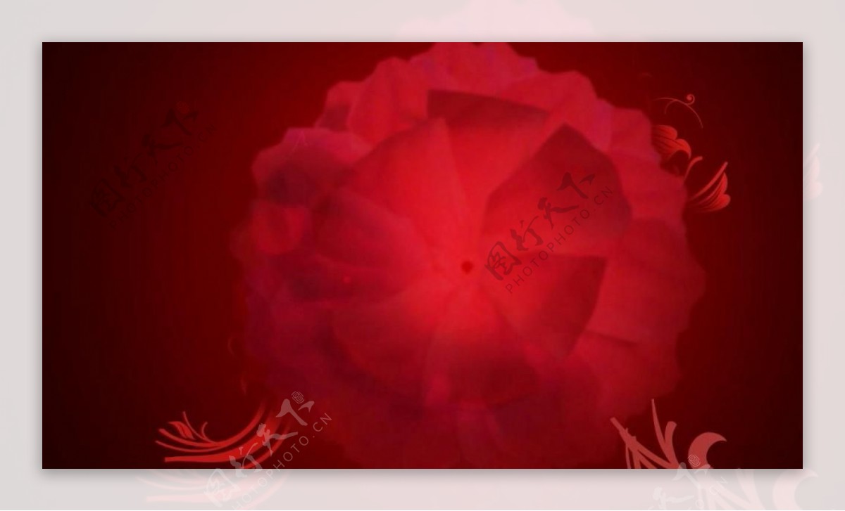 红色背景花纹生长动态视频素材