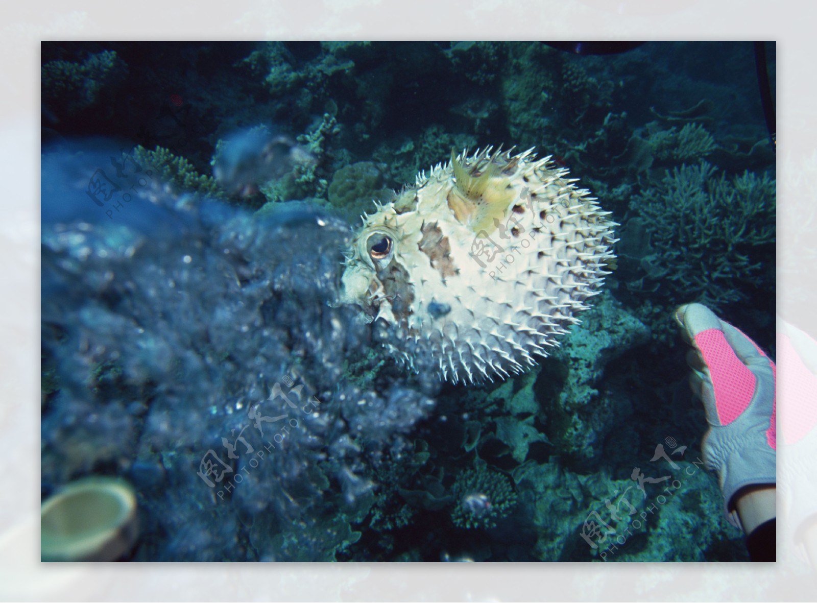 海洋生物蓝色海洋海底鱼类