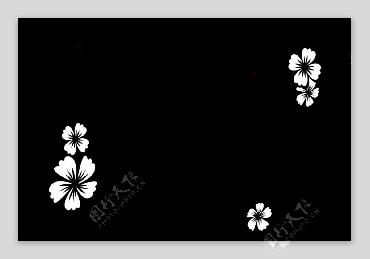 黑底白色花朵背景视频素材