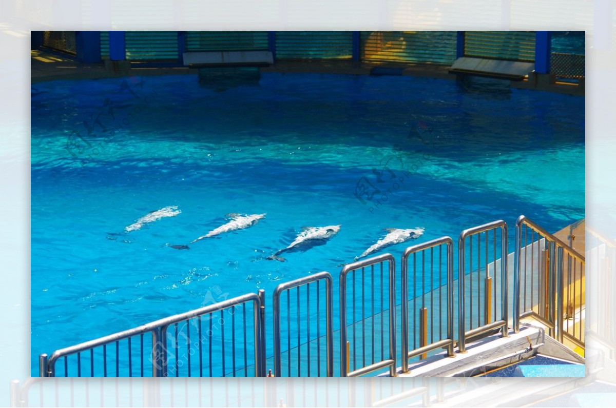 四条海豚海豚仰泳