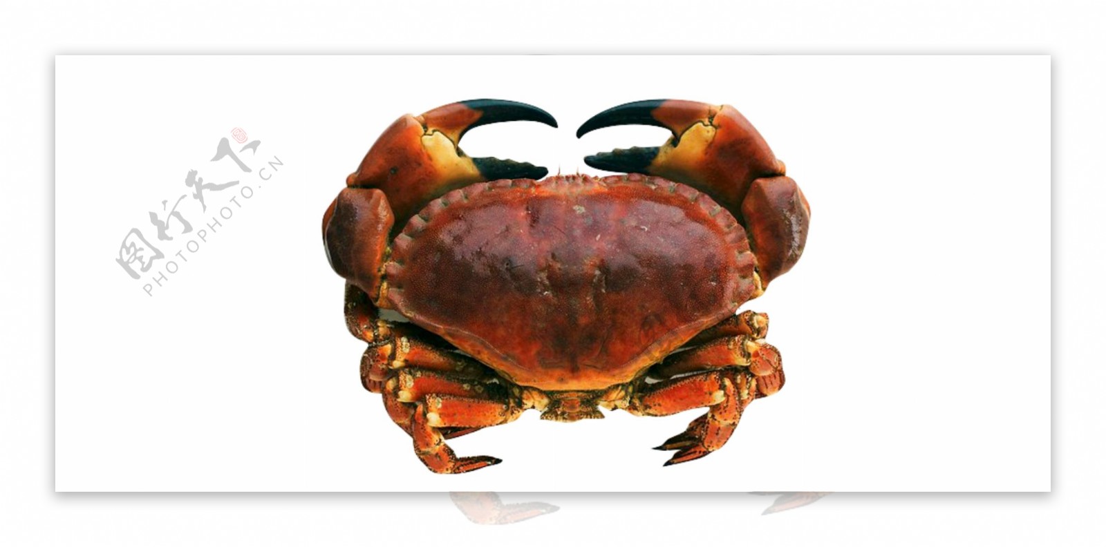 海鲜螃蟹动物美食素材餐饮食物