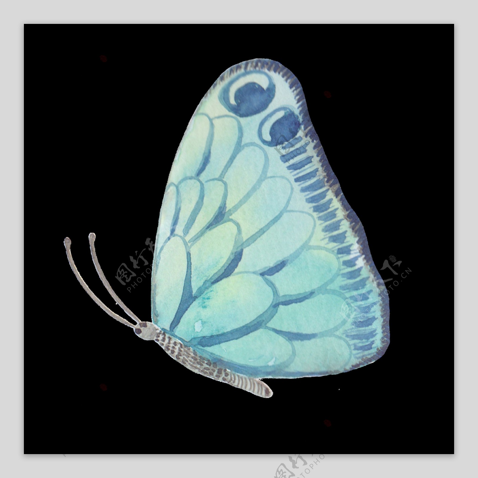 美丽蝴蝶透明装饰图案