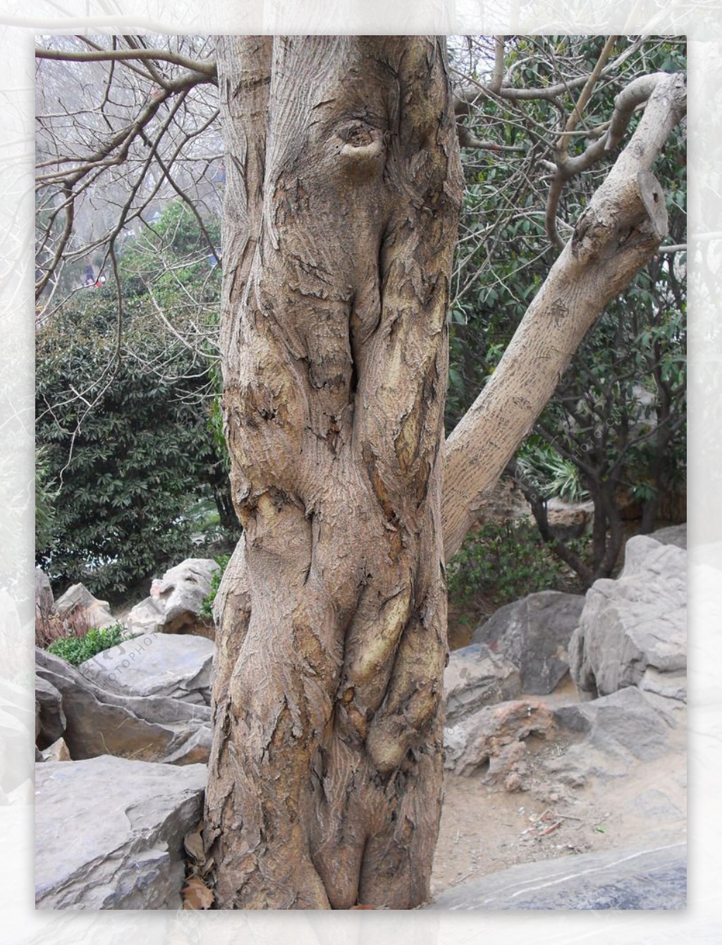 形状怪异的树干摄影图