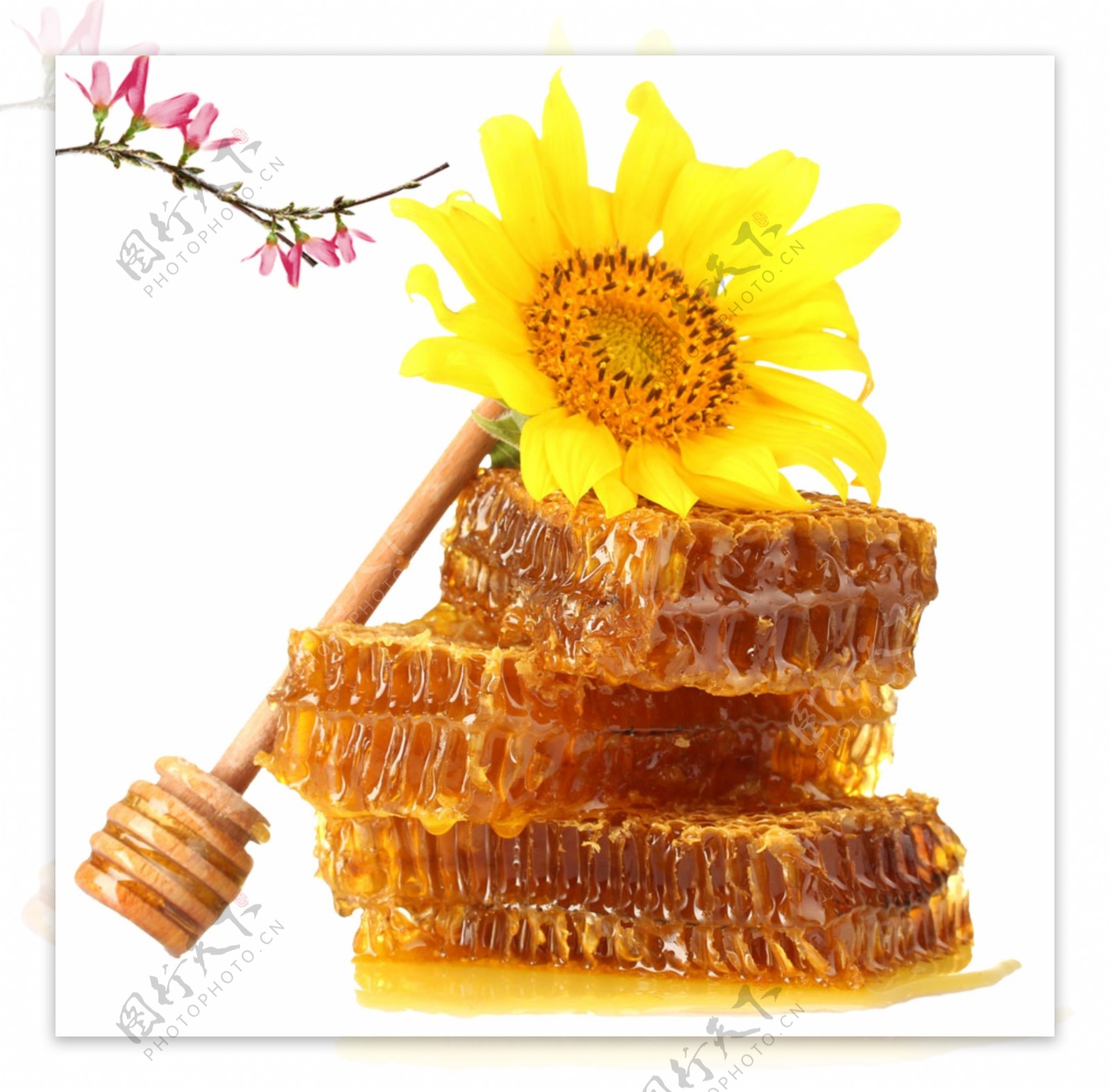 美味的蜂蜜向日葵花朵植物