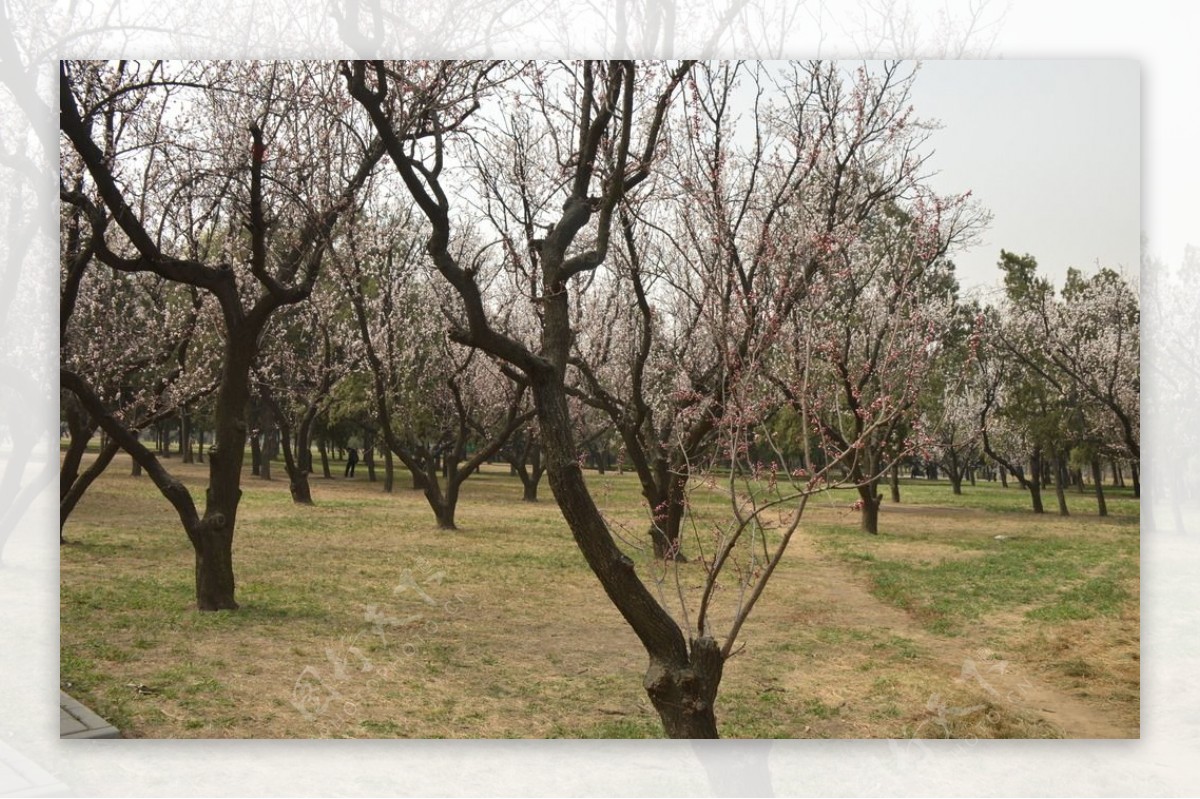 天坛杏树林
