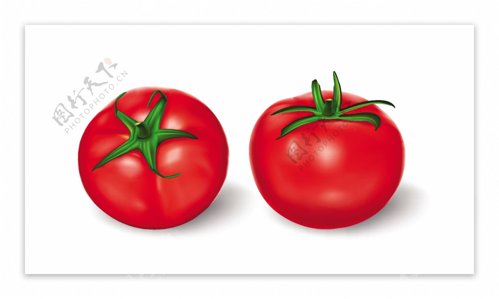 向量的写实风格绿茎红番茄设置说明