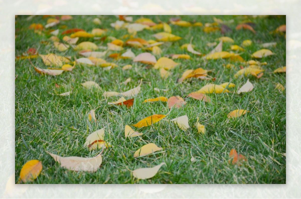 树落叶的图片大全,冬天落叶的树图片大全,常见的落叶树图片(第10页)_大山谷图库