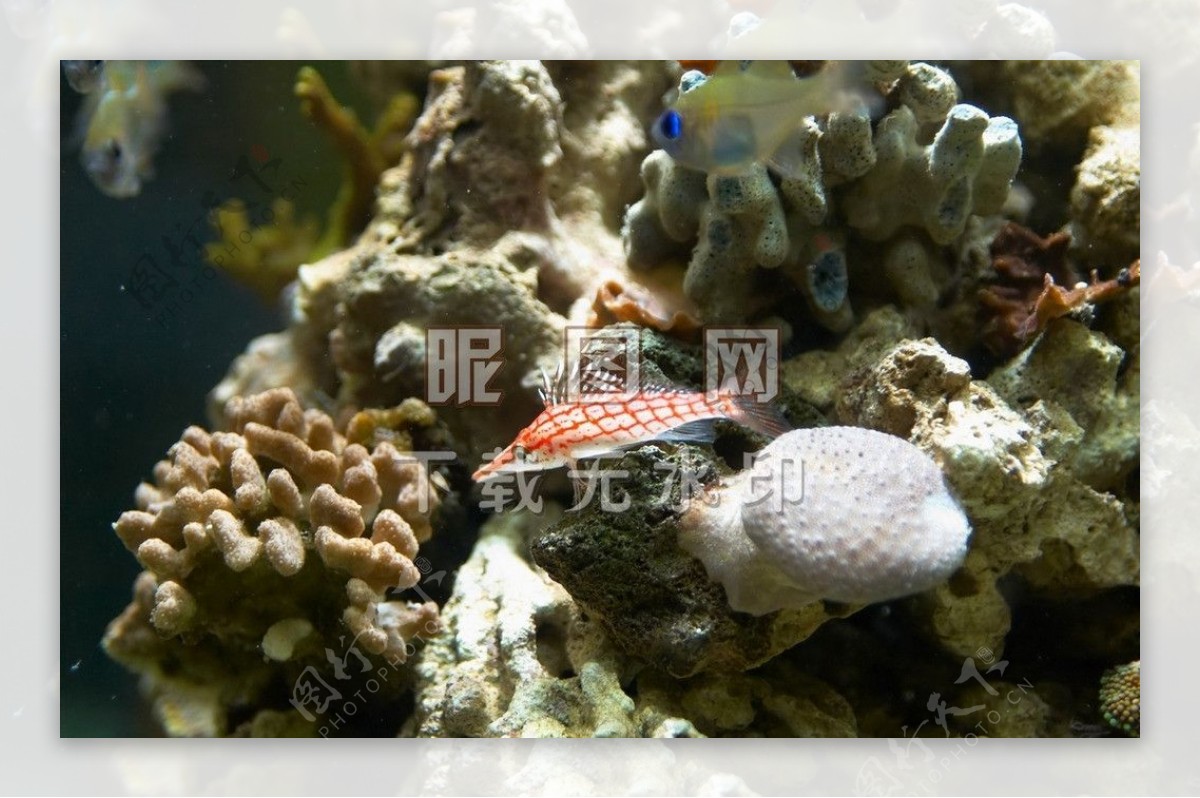 水族馆珊瑚鱼