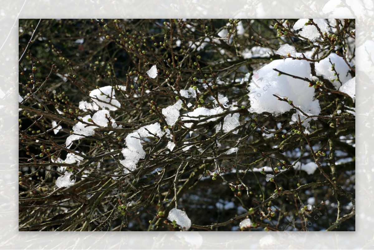 梅树上的冰与雪