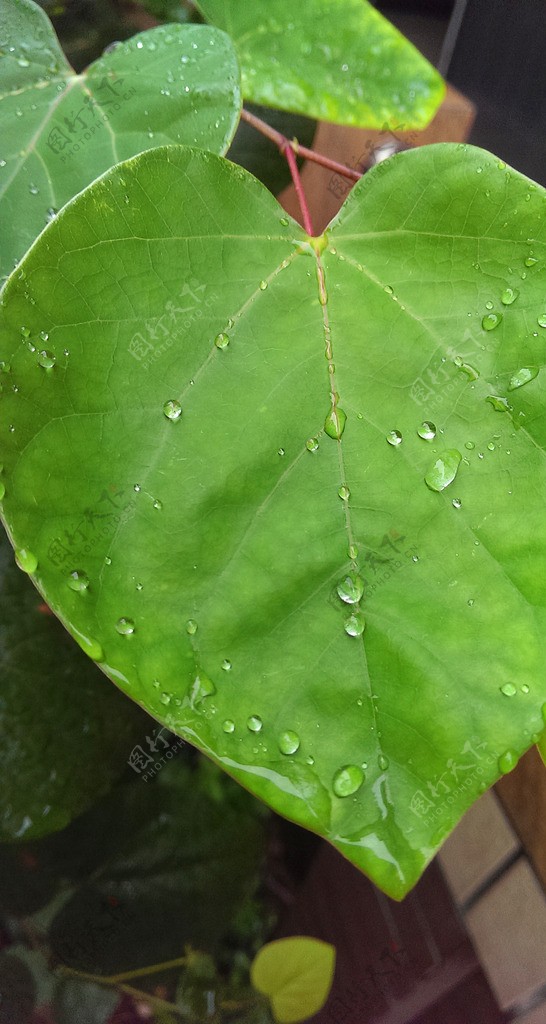 雨叶