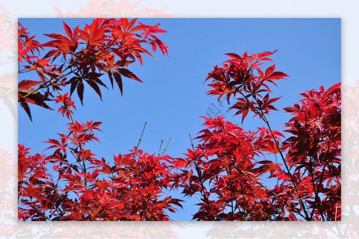 天平山枫叶