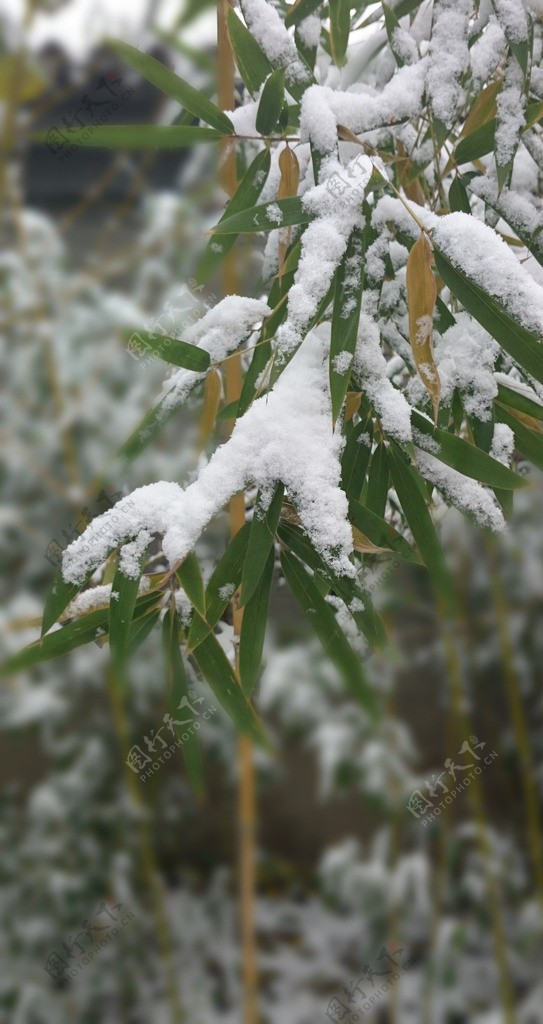 竹叶落雪