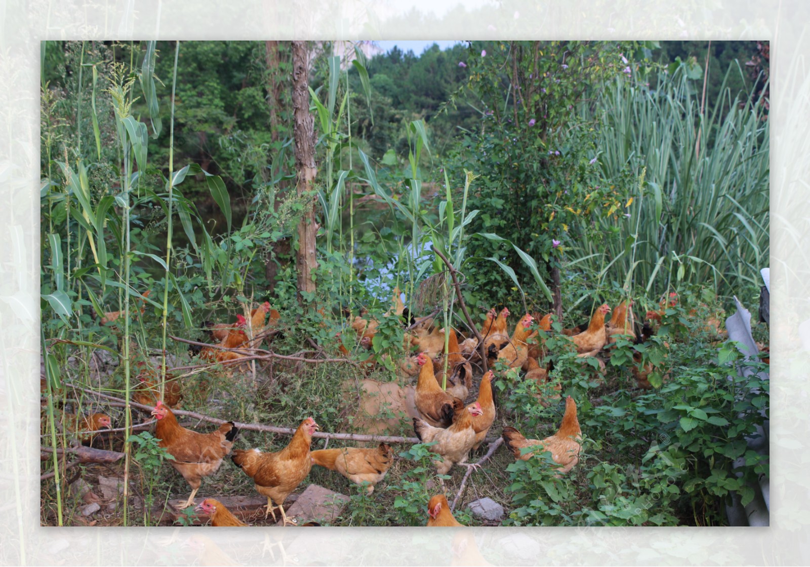 龙胜农家散养土鸡，欢迎联系 - 禽畜养殖 - 桂林分类信息 桂林二手市场