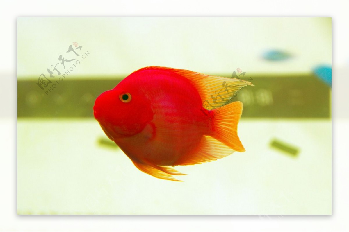 红金鱼鹦鹉鱼