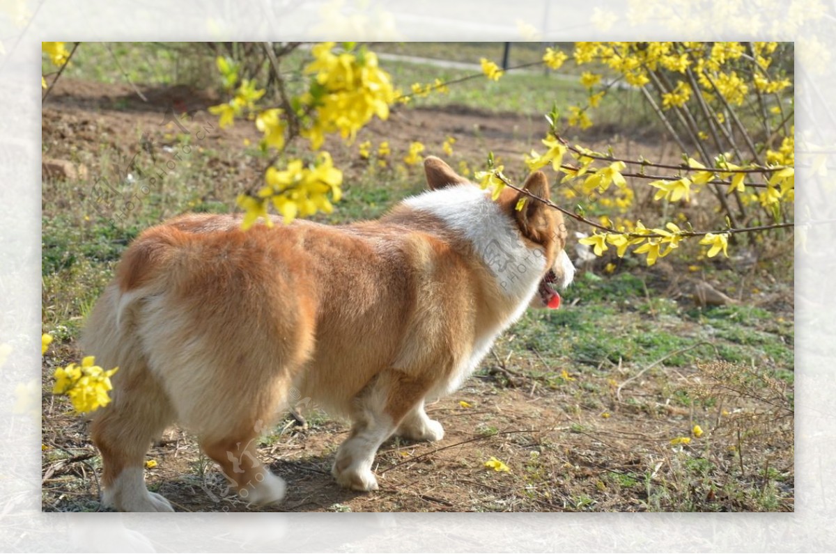 柯基犬