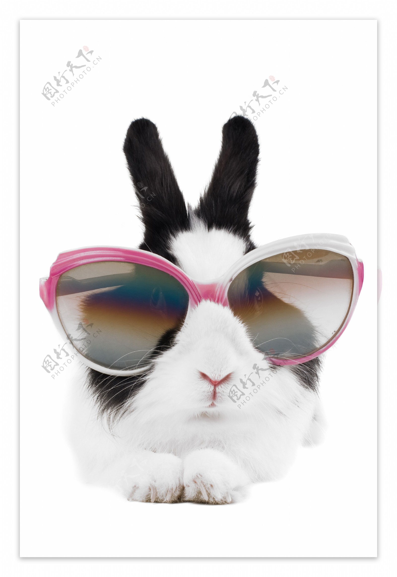 眼镜兔