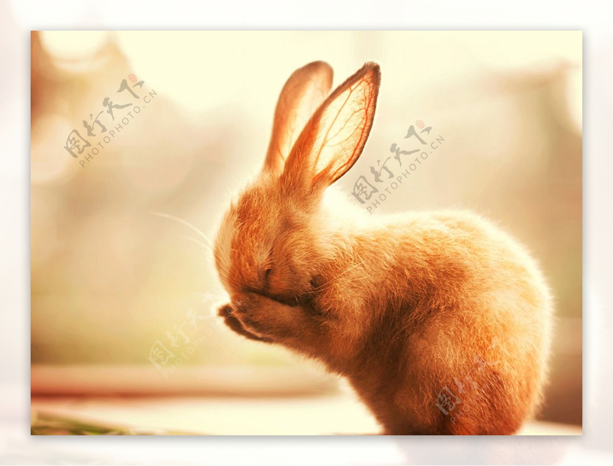 温馨画面可爱的小兔子