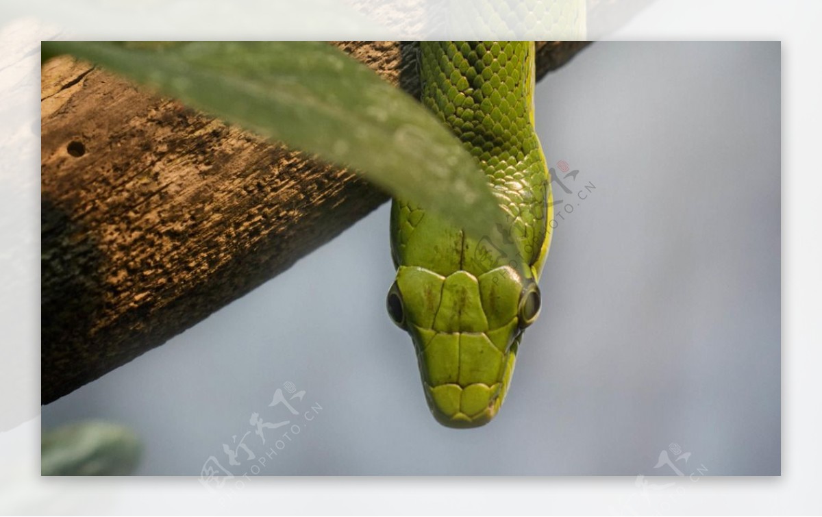 绿皮蛇