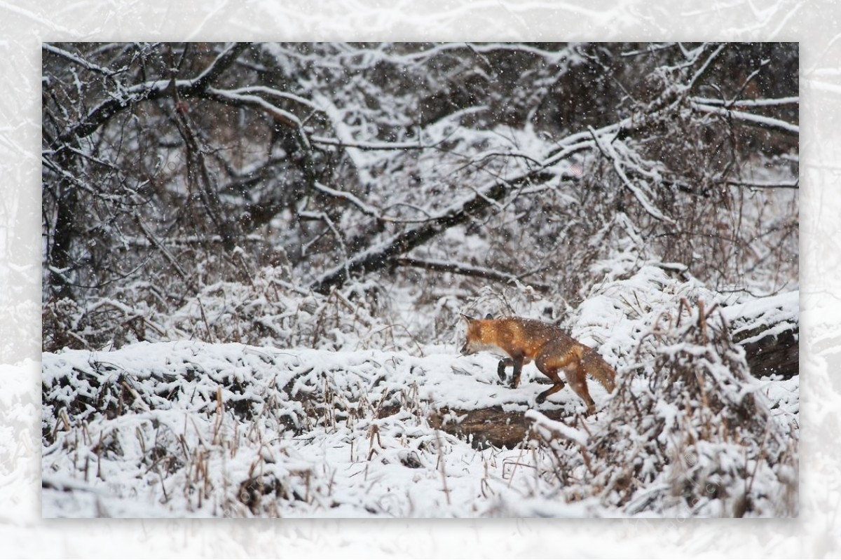 雪地奔跑的狐狸