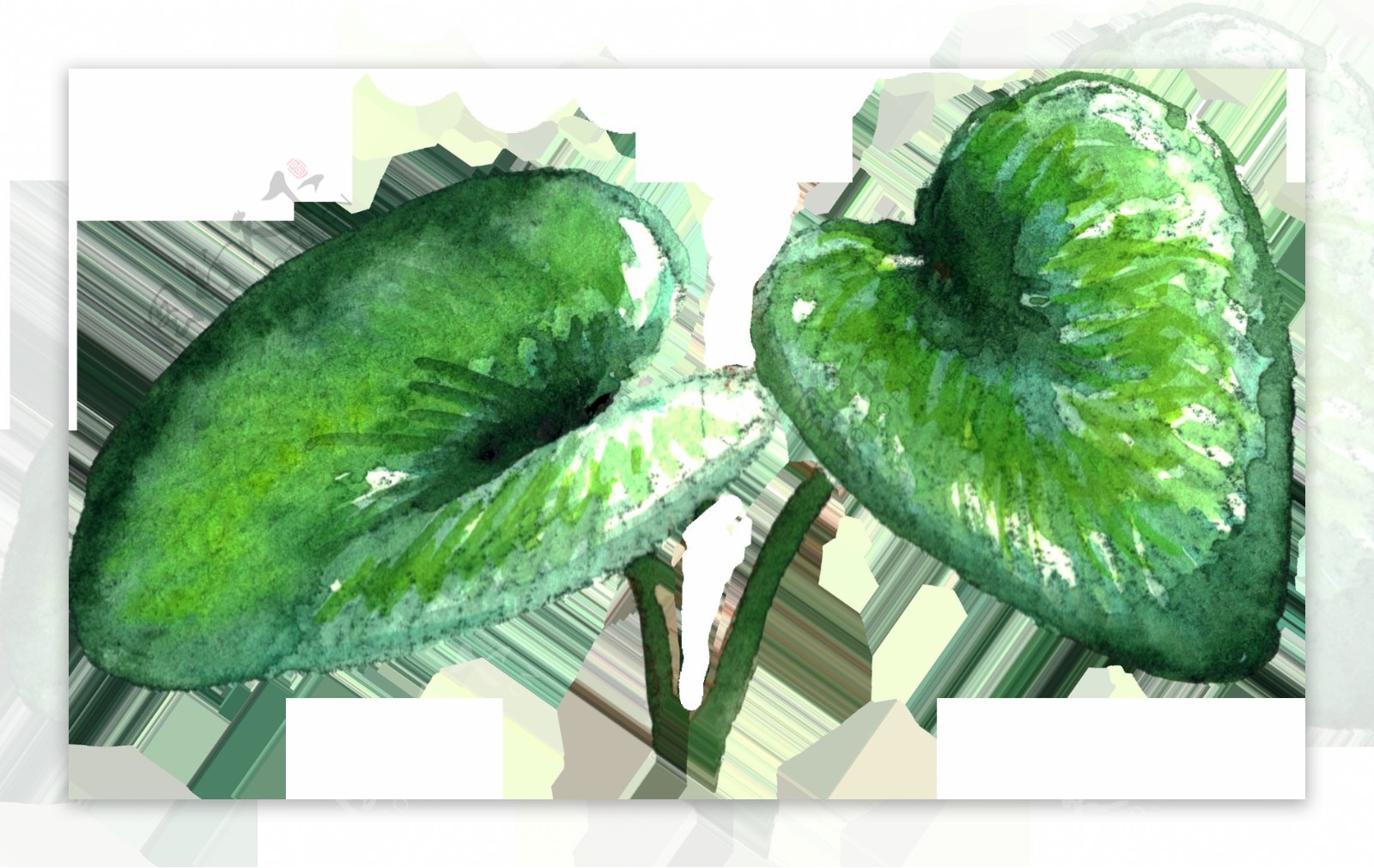 清新绿色大叶片植物透明素材